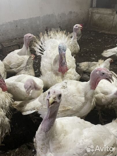 Индюки на мясо