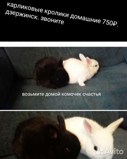 Ракушки для аквариума
