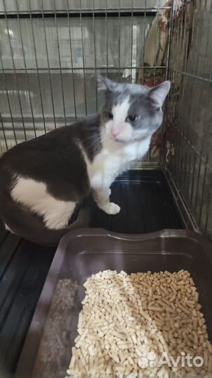 Кошки бесплатно