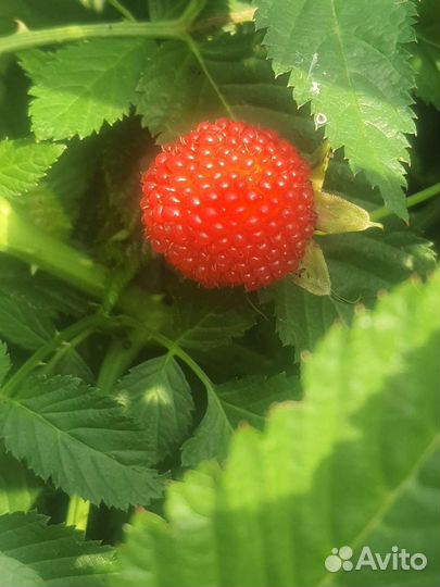 Тибетская малина саженцы, ремонтантная малина