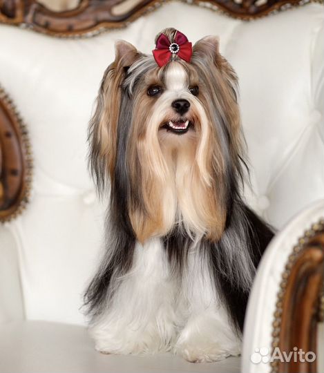 Бивер вязка