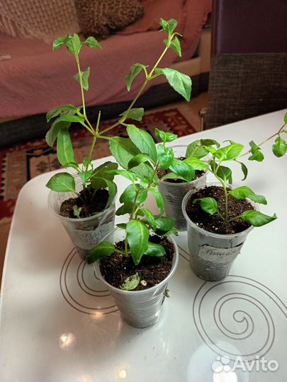 Черенки фуксии