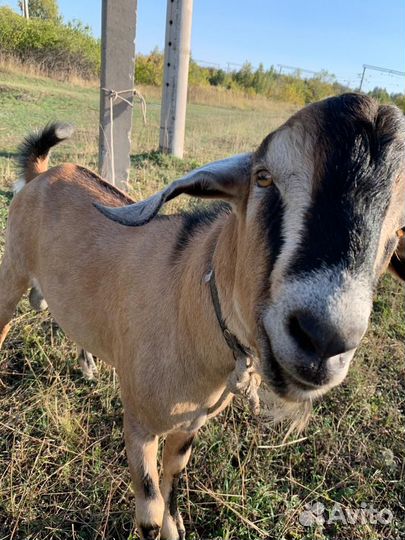 Нубийский козел