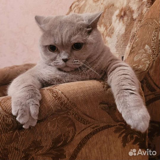 Британская