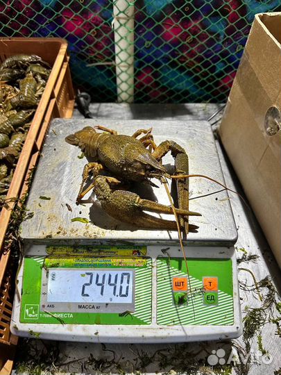 Крупный живой рак