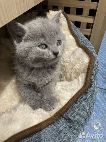 Британец, котенок 2,5 мес