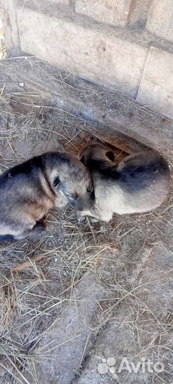 Щенки немецкой овчарки