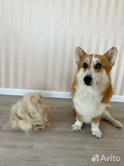 Груминг собак