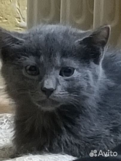 Котята ищут дом