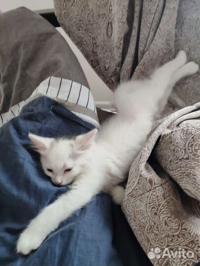 Белая кошка 2,5 мес