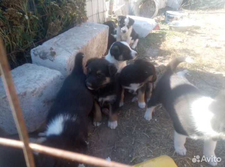 Щенки от хаски и дворняшки