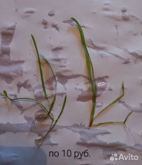 Водоросли валеснерия