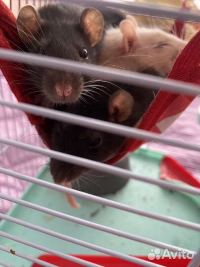 Декоративная крыса с клеткой