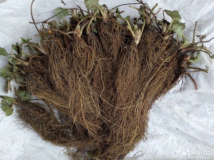 Рассада клубники Альба фриго