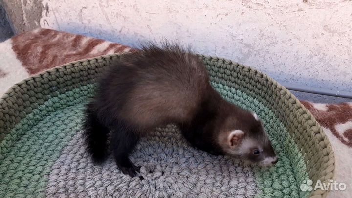 Щенки хорька