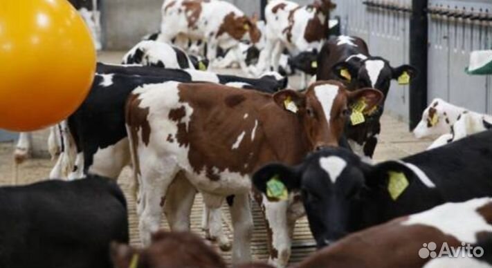 Телята бычки разных пород