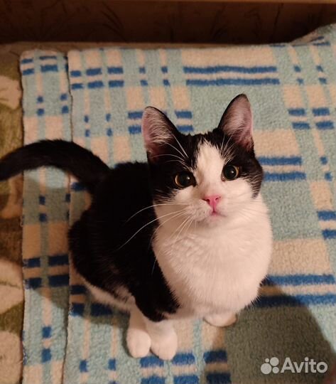 Кошки бесплатно