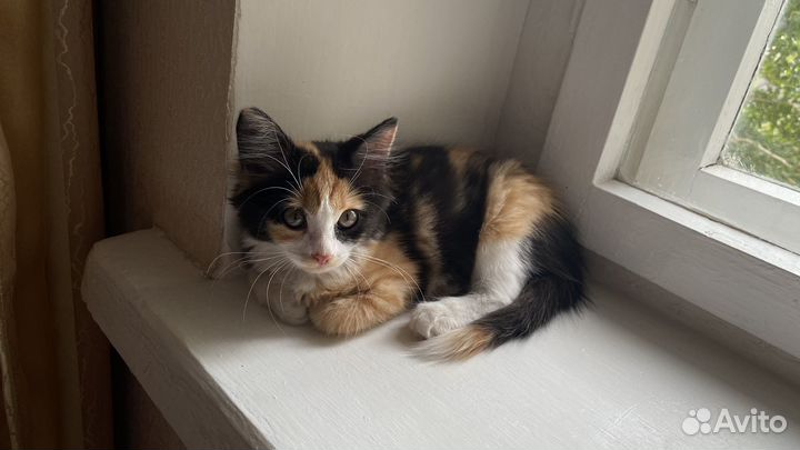 Трехцветная кошка