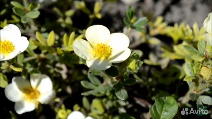 Декоративные кустарники