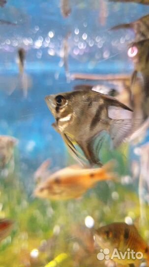 Рыбки скалярии