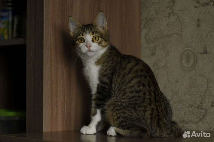 Кошка в дар