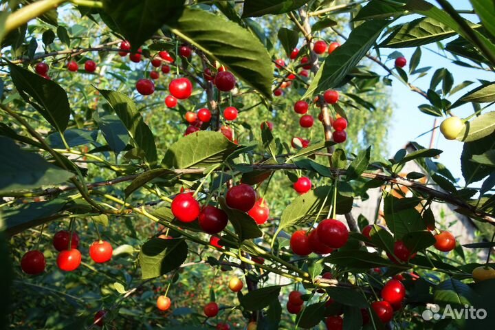 Саженцы плодовых и декоративных