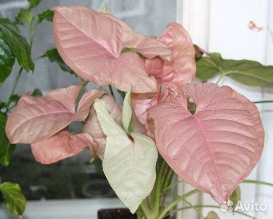 Сингониум Neon Pink