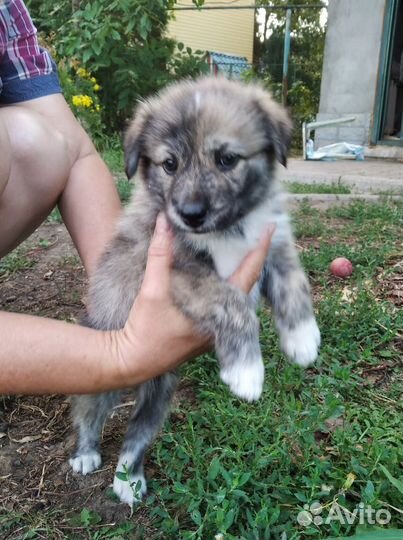 Щенки в добрые руки