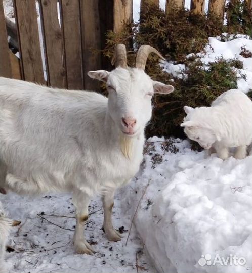 Зааненская дойная коза