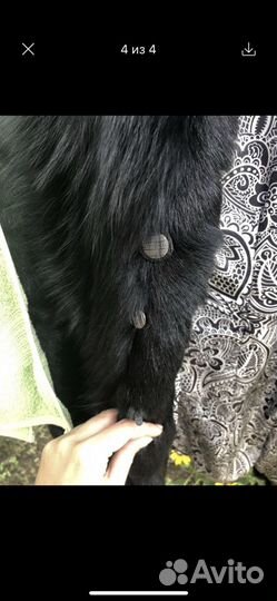 Шубка (коза)