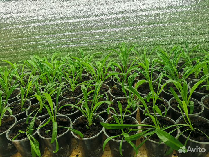 Рассада однолетних цветов