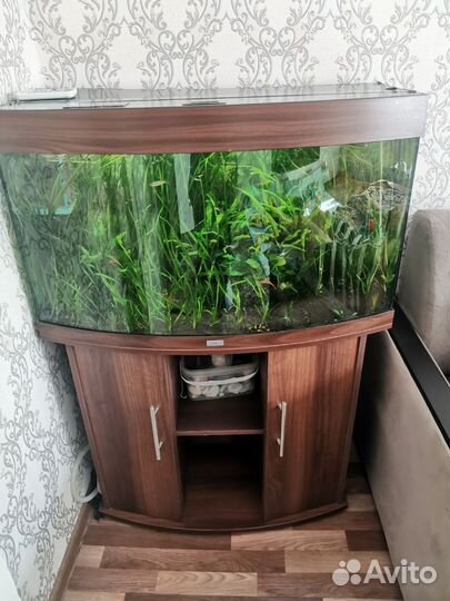 Аквариум с тумбой juwel