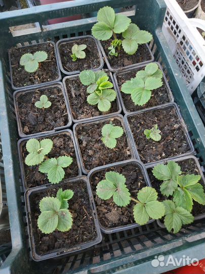 Рассада земляники (виктории) крупноплодной Маршал