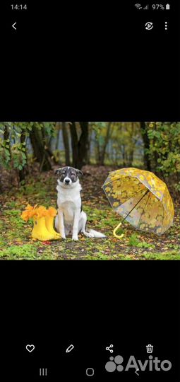Булочка Щенок девчуля ищет дом Мампап найдись