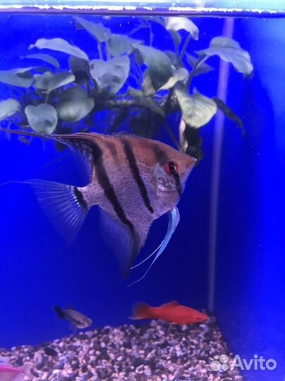 Аквариумные рыбки, корм Tetra