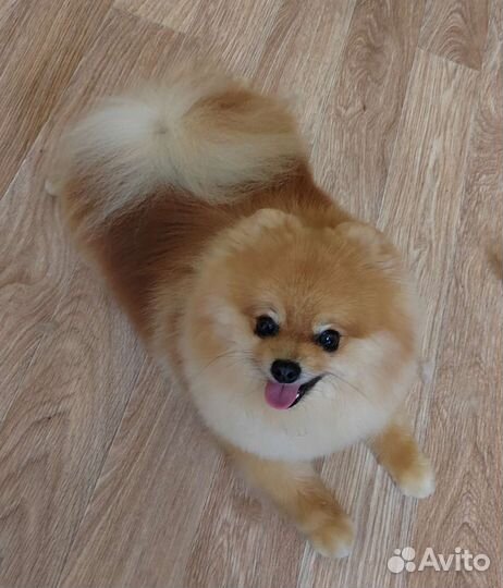 Стрижка собак