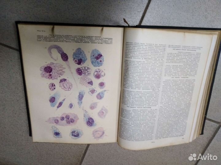 Ветеринарный энциклопедический словарь. Скрябин