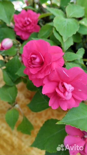 Бальзамин махровый