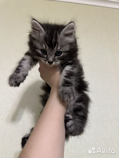 Котята невской-маскарадной