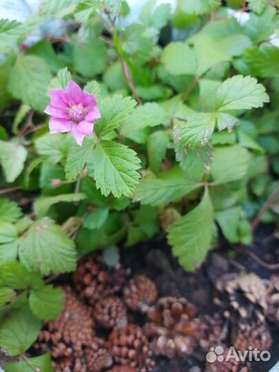 Земляника Тибет. малина. Клюква. Княженика Саженцы