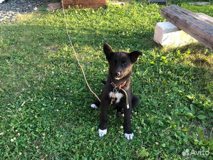 Собака в добрые руки отдам бесплатно щенок