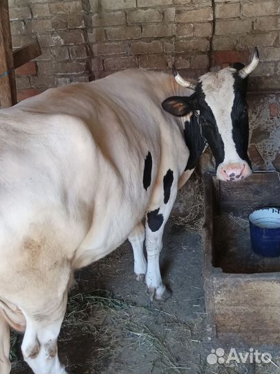 Две коровы и телочка