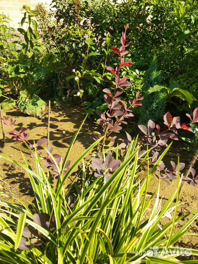 Саженцы барбариса