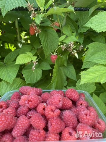 Саженцы малины