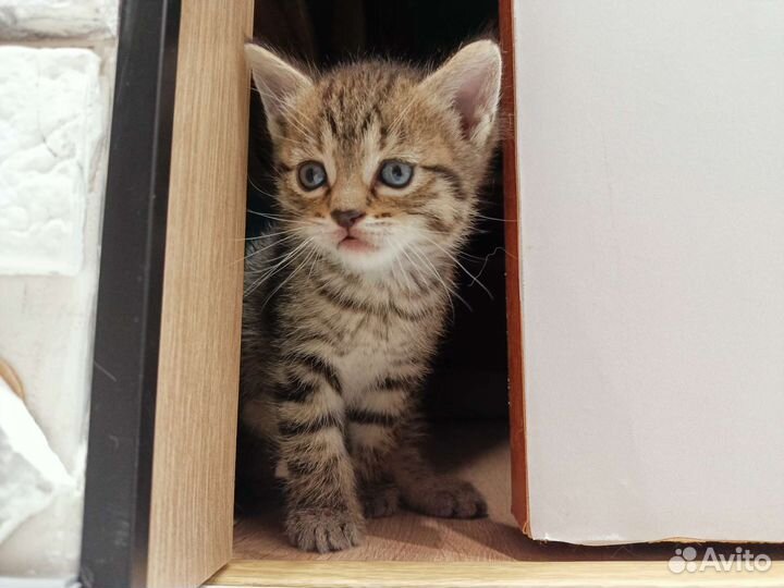 Котенок девочка