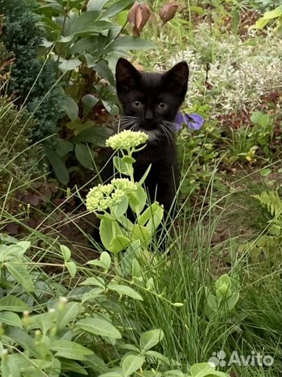 Юный джентельмен ищет дом