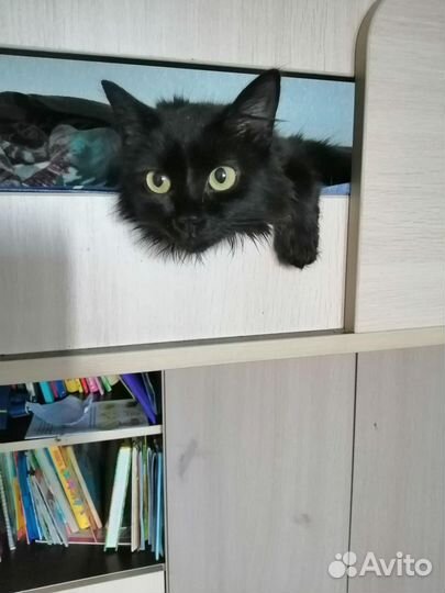 Красавица Маргоша в добрые руки