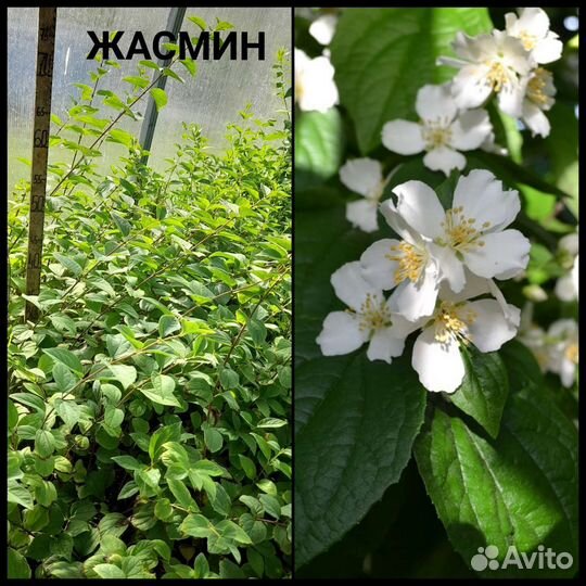 Кустики на доращивание