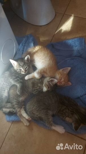 Котята в добрые руки бесплатно