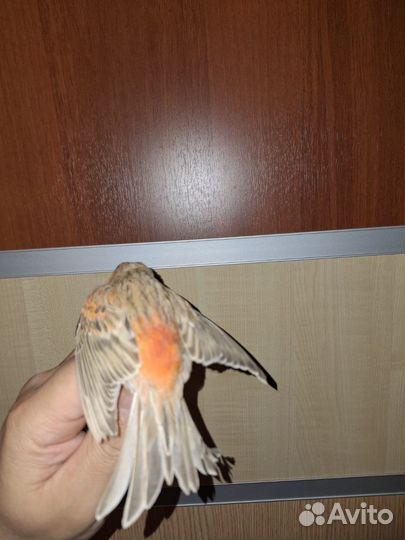 Кенер поющий